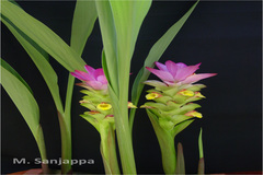 Curcuma angustifolia